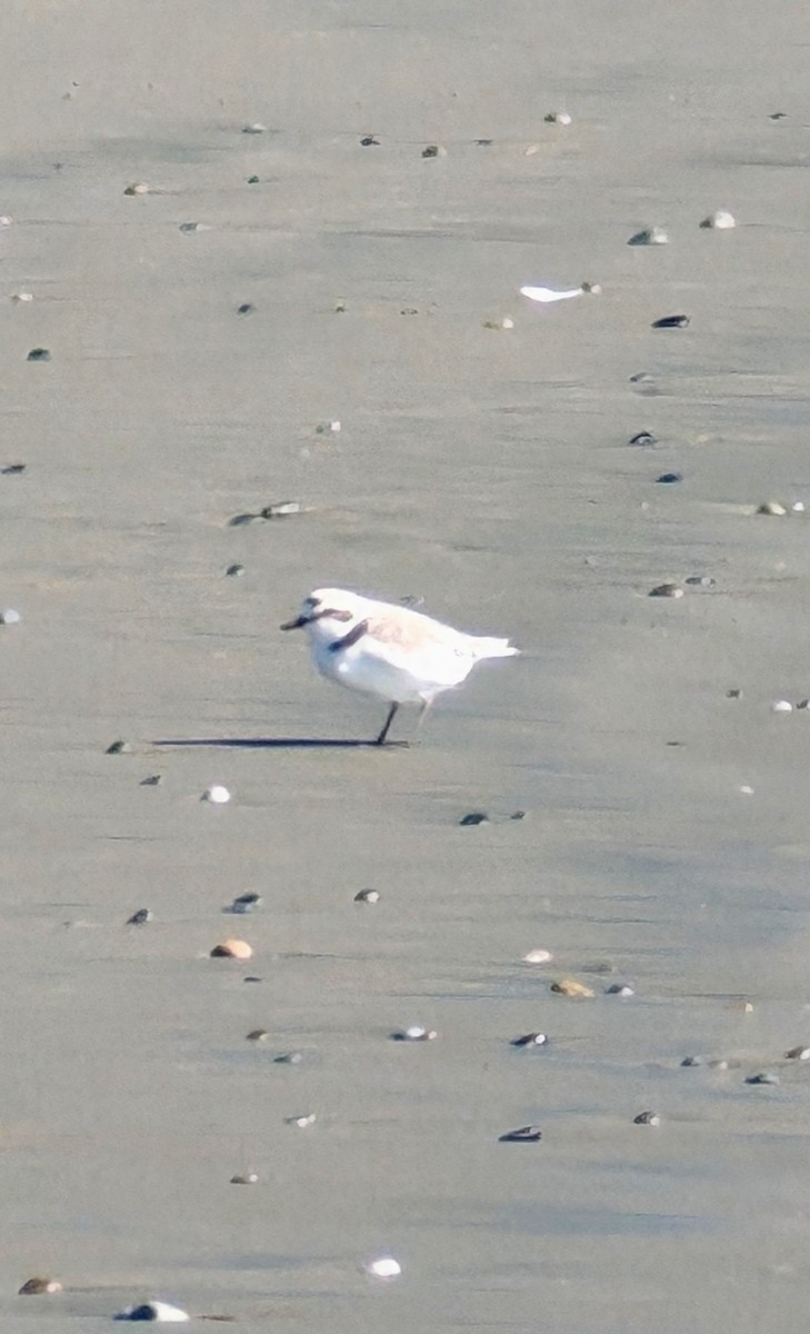 Snowy Plover - ML618754666