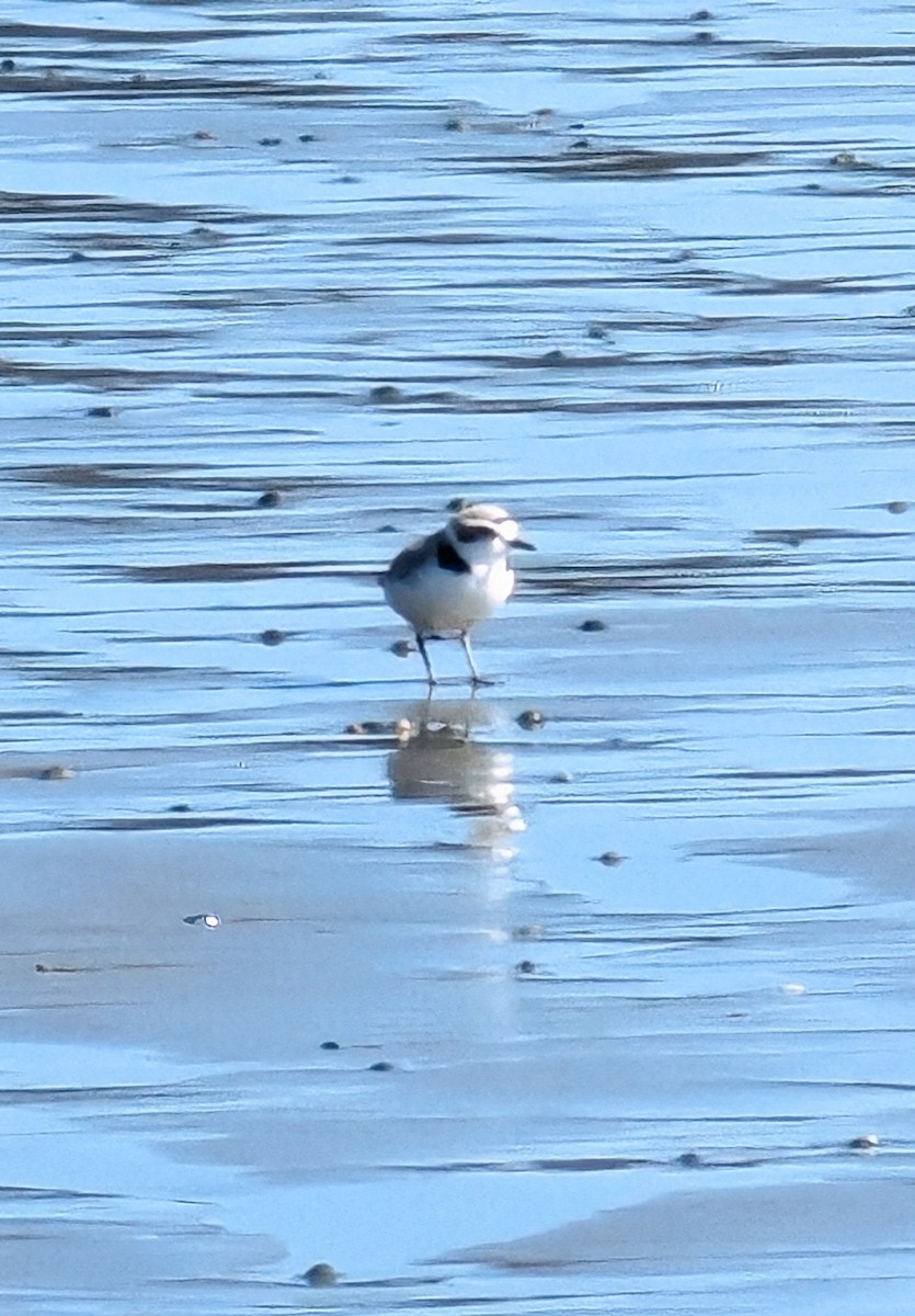 Snowy Plover - ML618754667