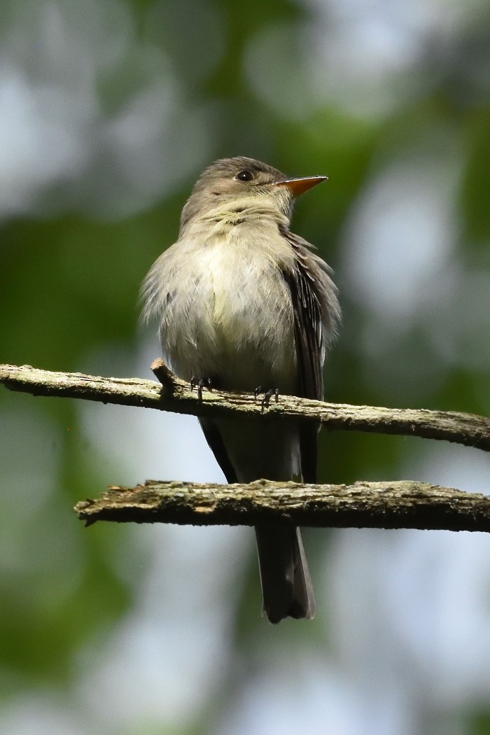 Eastern Wood-Pewee - Dave DeReamus