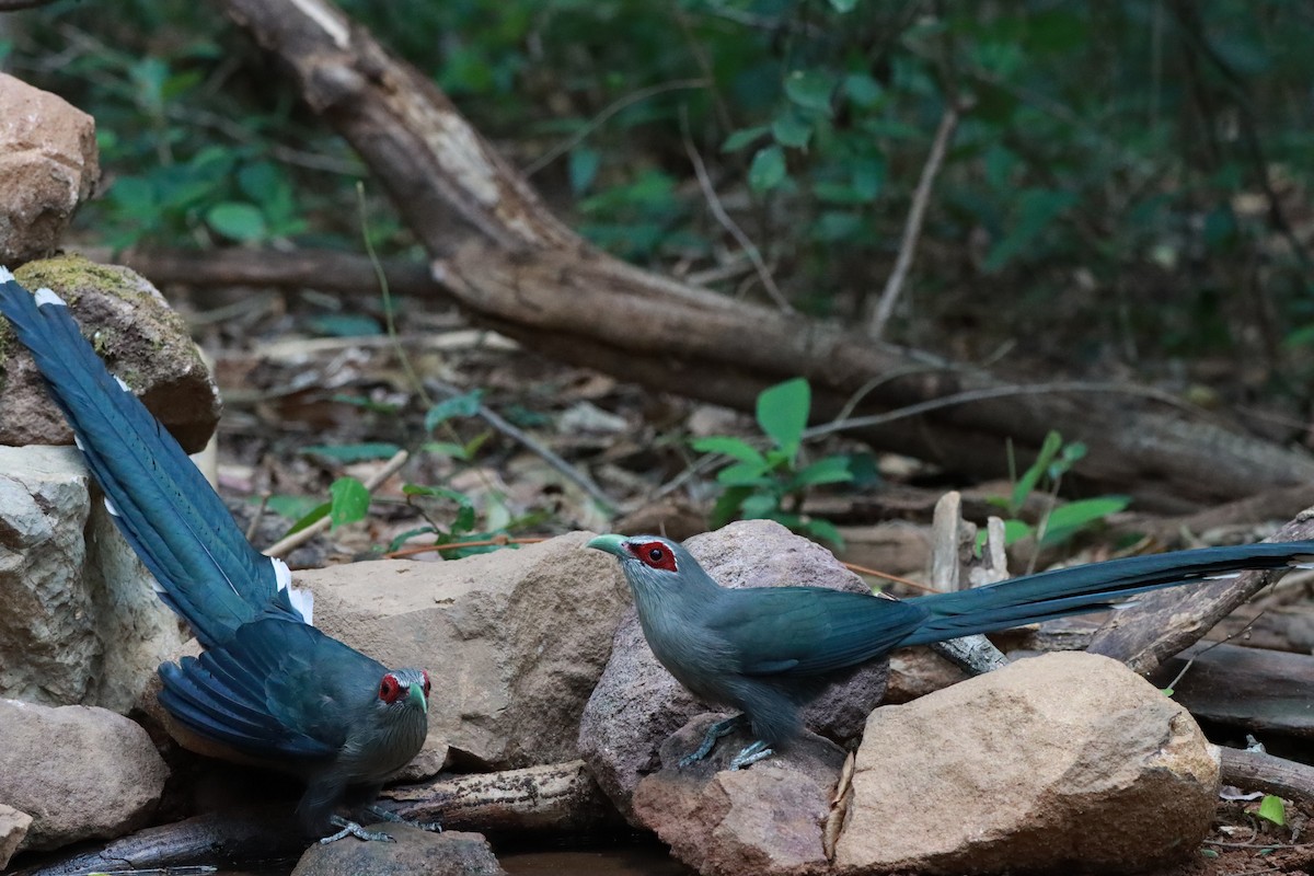 Green-billed Malkoha - ML618754669