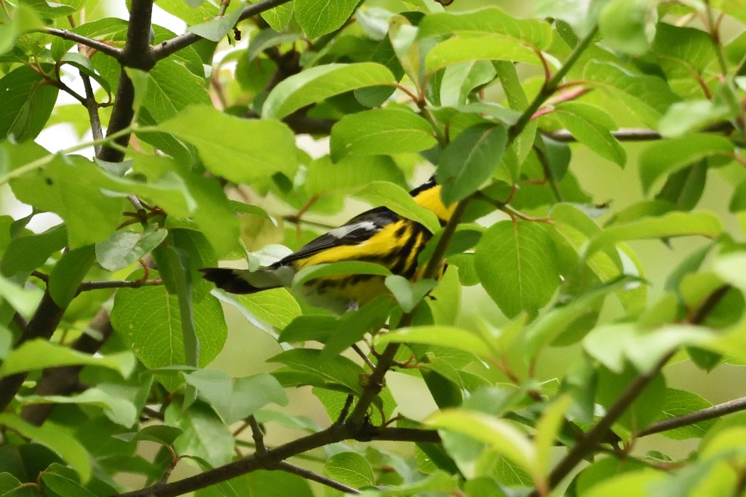 Magnolia Warbler - ML618754686