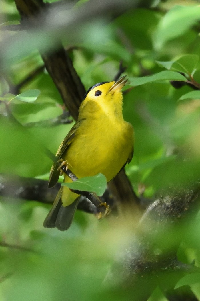 Wilson's Warbler - ML618754694