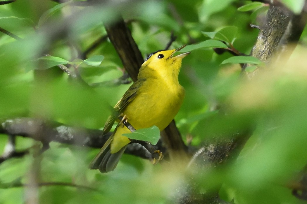 Wilson's Warbler - ML618754695