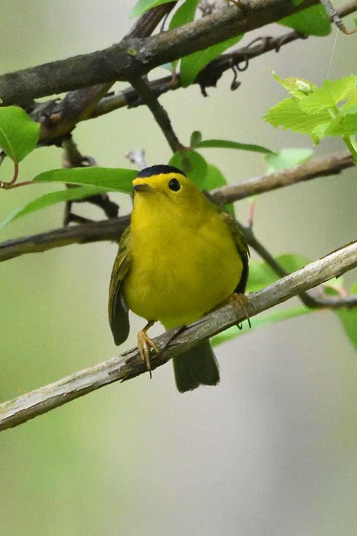 Wilson's Warbler - Dave DeReamus