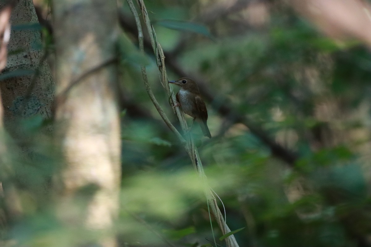 Brown-chested Jungle Flycatcher - ML618754698