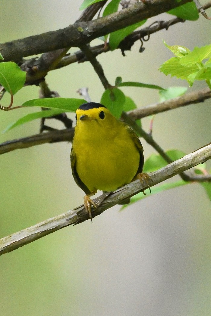 Wilson's Warbler - Dave DeReamus