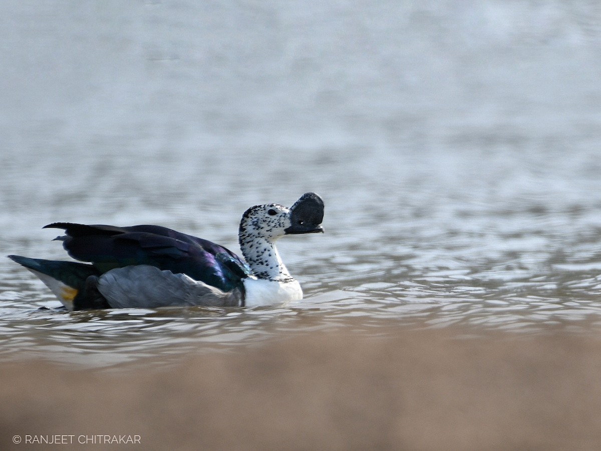 Knob-billed Duck - ML618754709