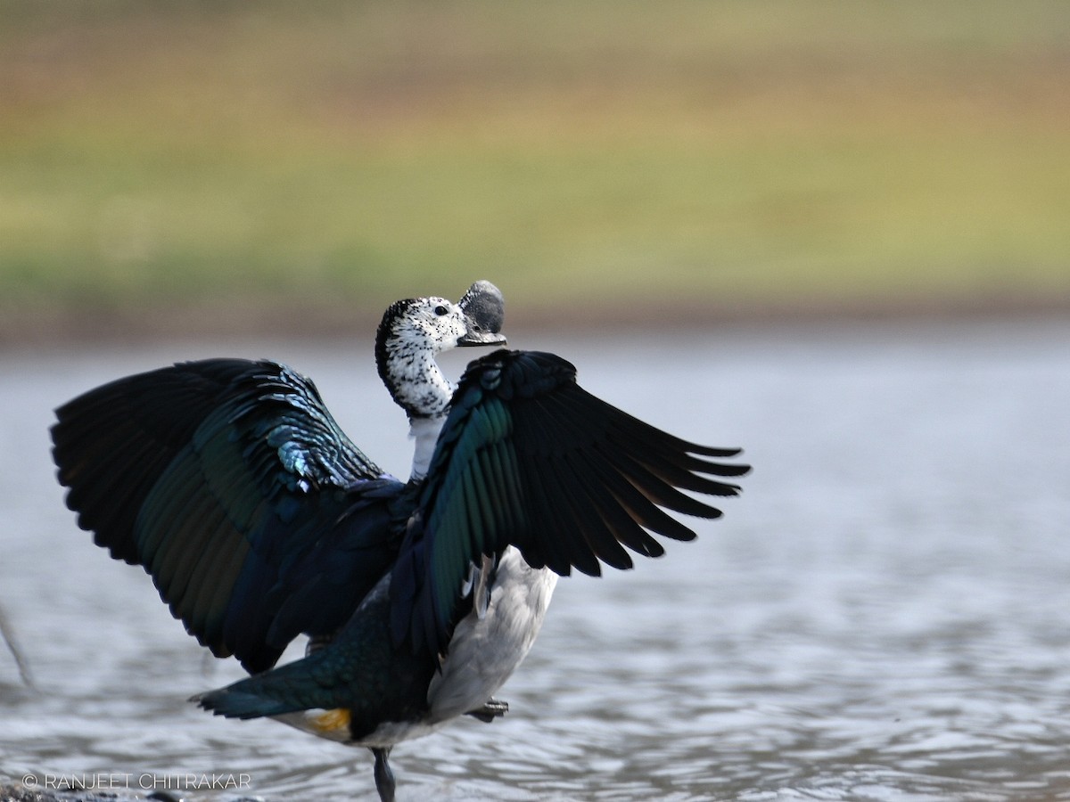 Knob-billed Duck - ML618754710