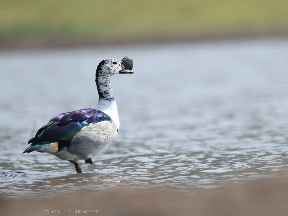 Knob-billed Duck - ML618754711