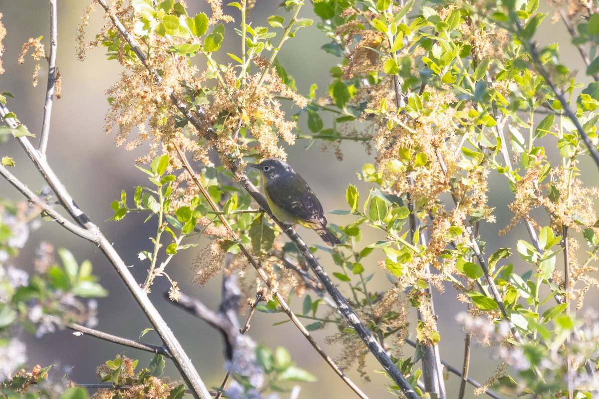 Nashville Warbler - ML618754750