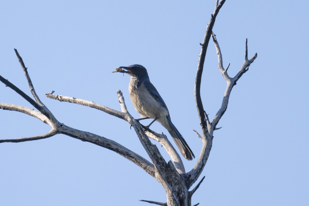 California Scrub-Jay - ML618754761