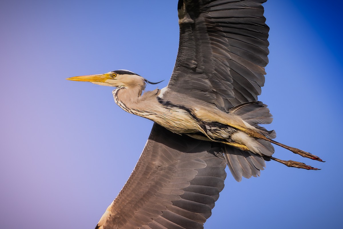 Gray Heron - ML618754769