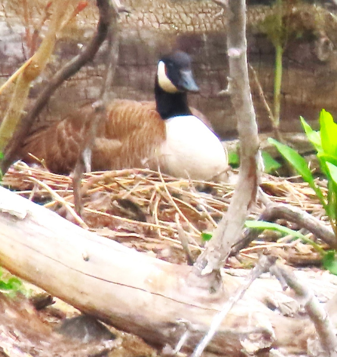 Canada Goose - ML618754776