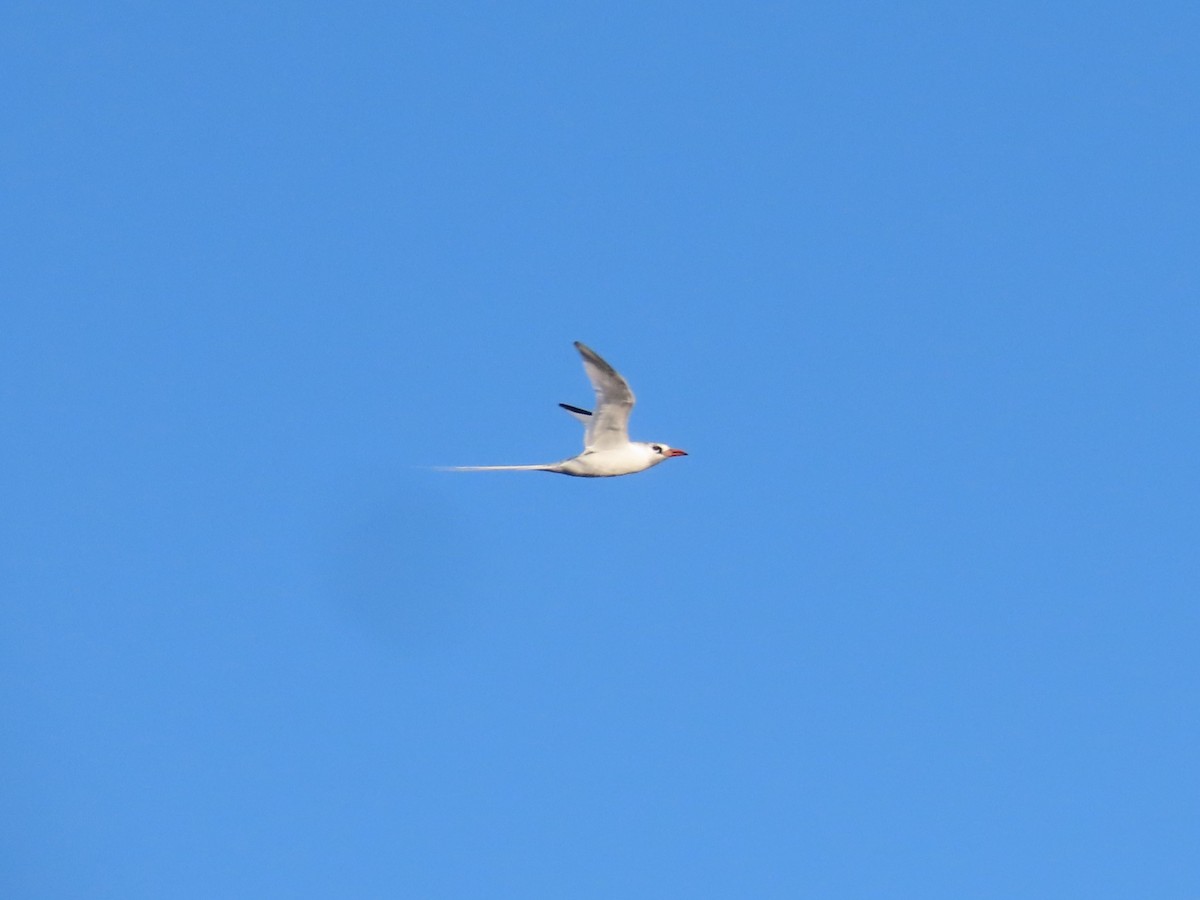 Red-billed Tropicbird - ML618754782