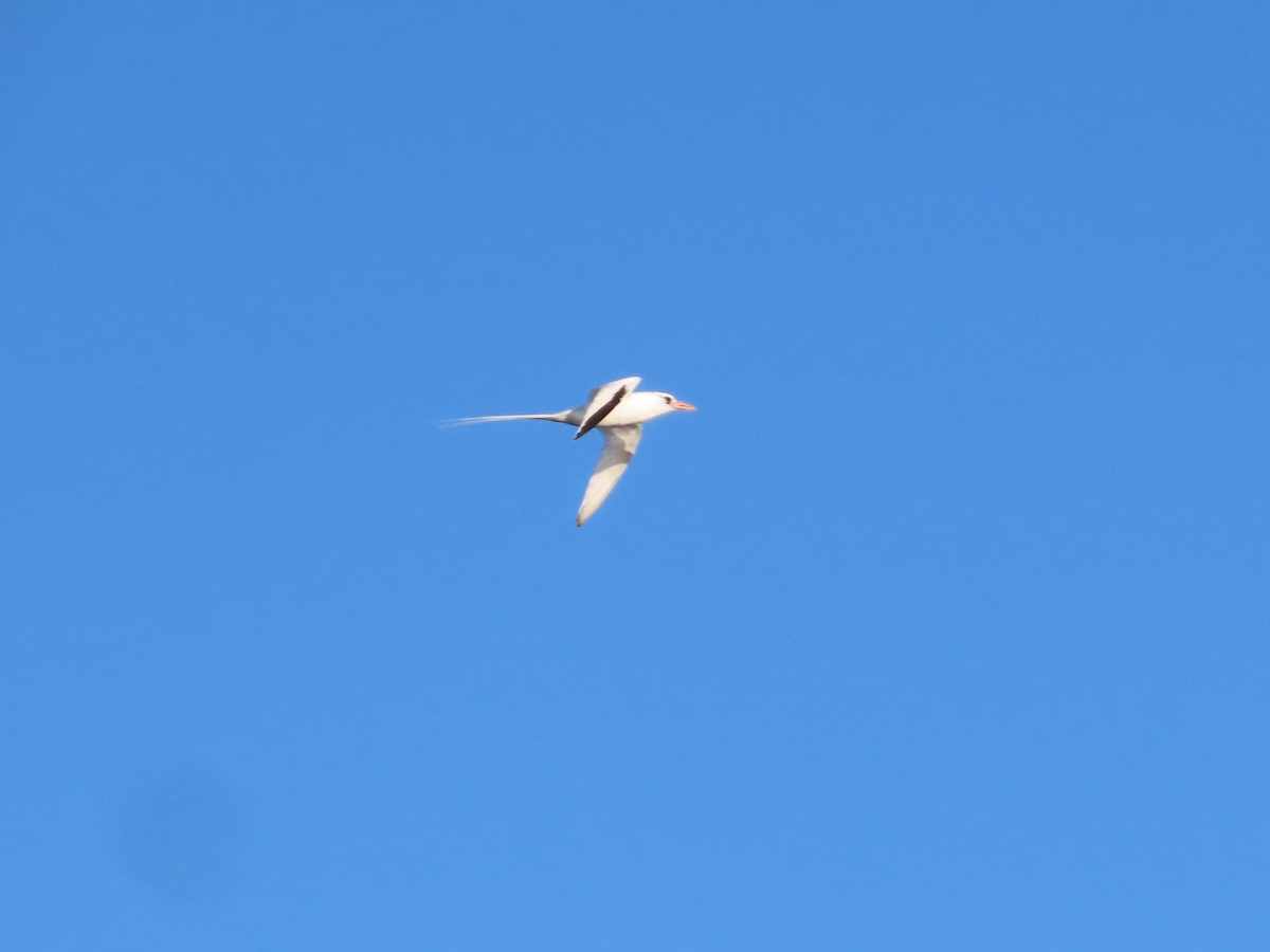 Red-billed Tropicbird - ML618754785