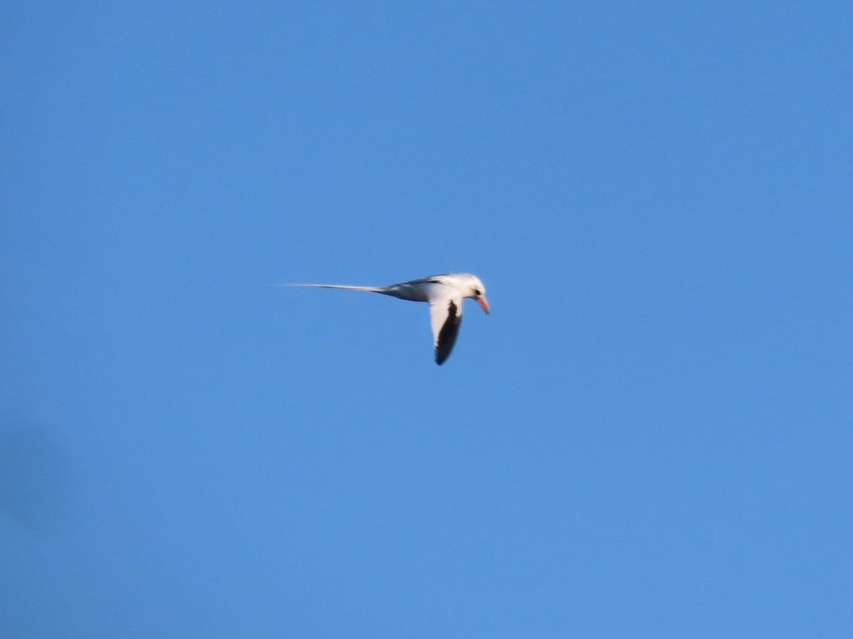 Red-billed Tropicbird - ML618754786