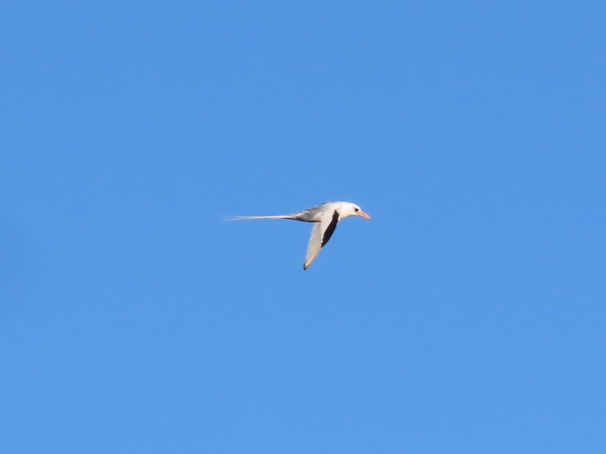 Red-billed Tropicbird - ML618754788