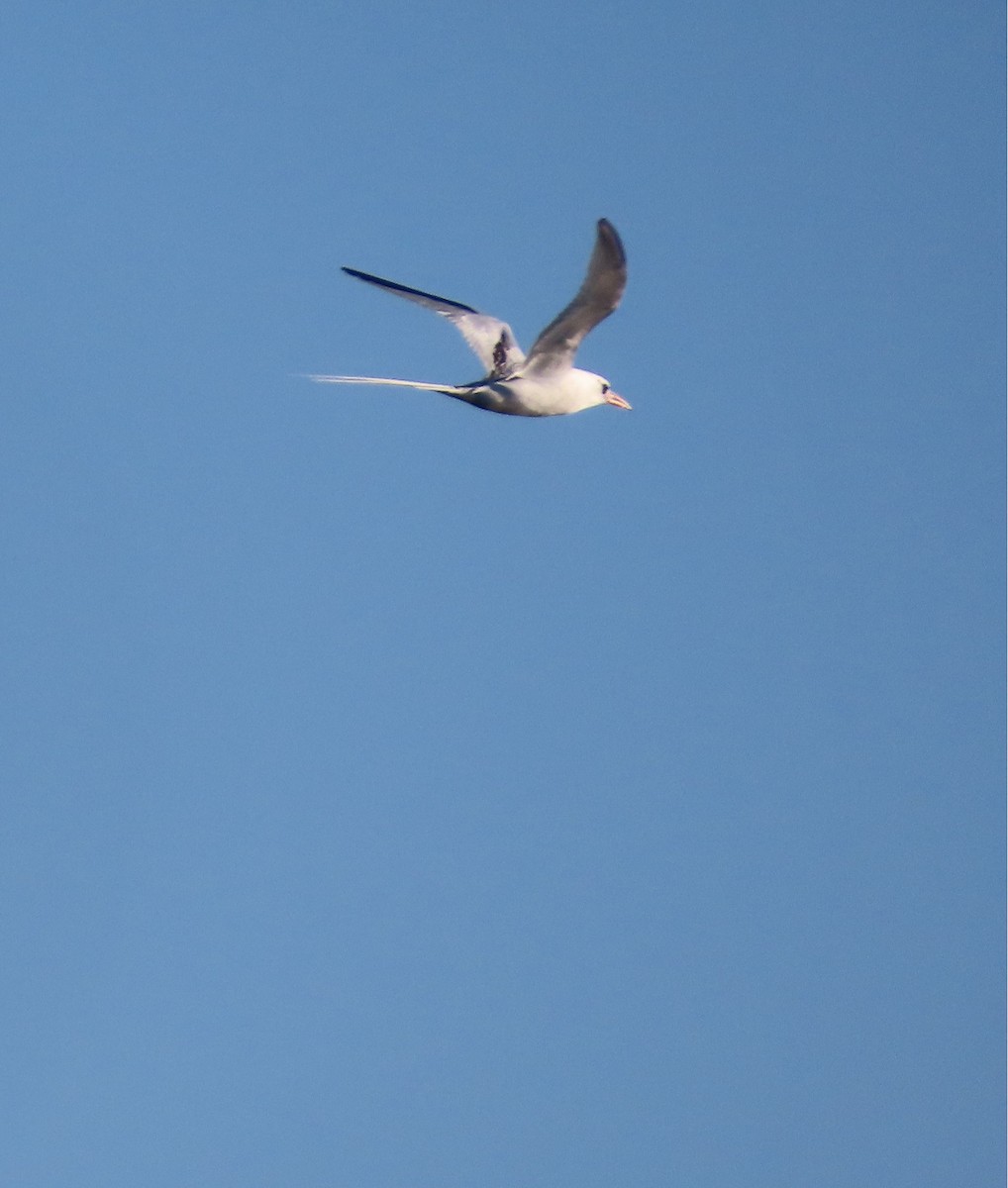 Red-billed Tropicbird - ML618754789