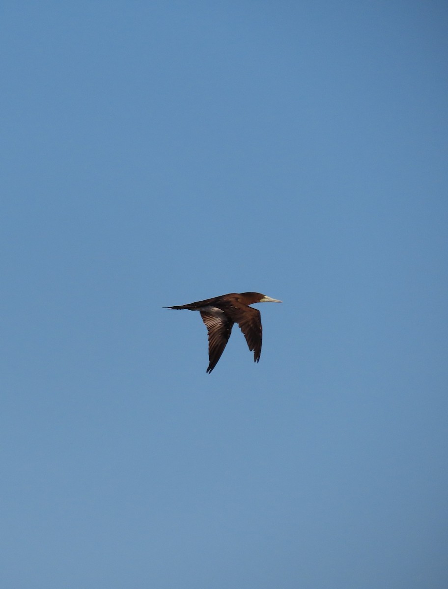 Brown Booby - ML618754816