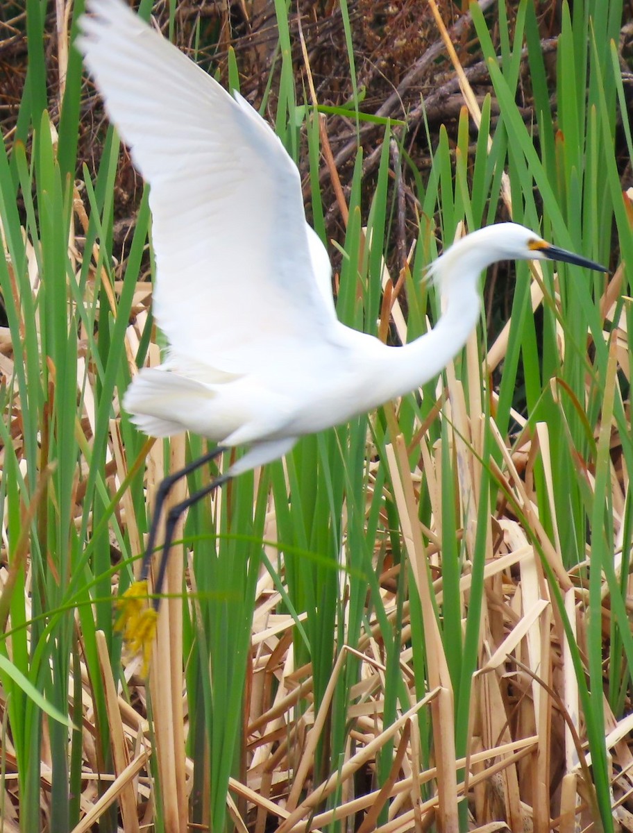 Snowy Egret - ML618754850