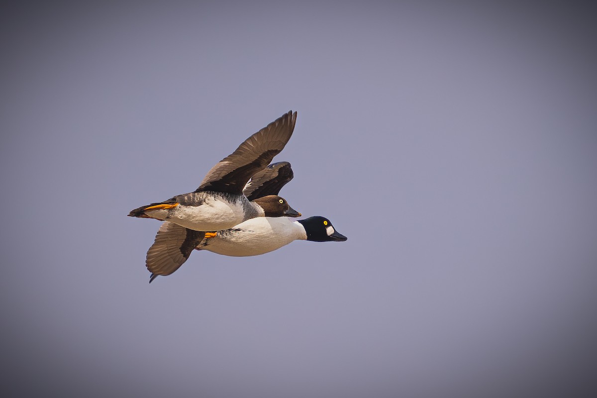 Common Goldeneye - ML618754857