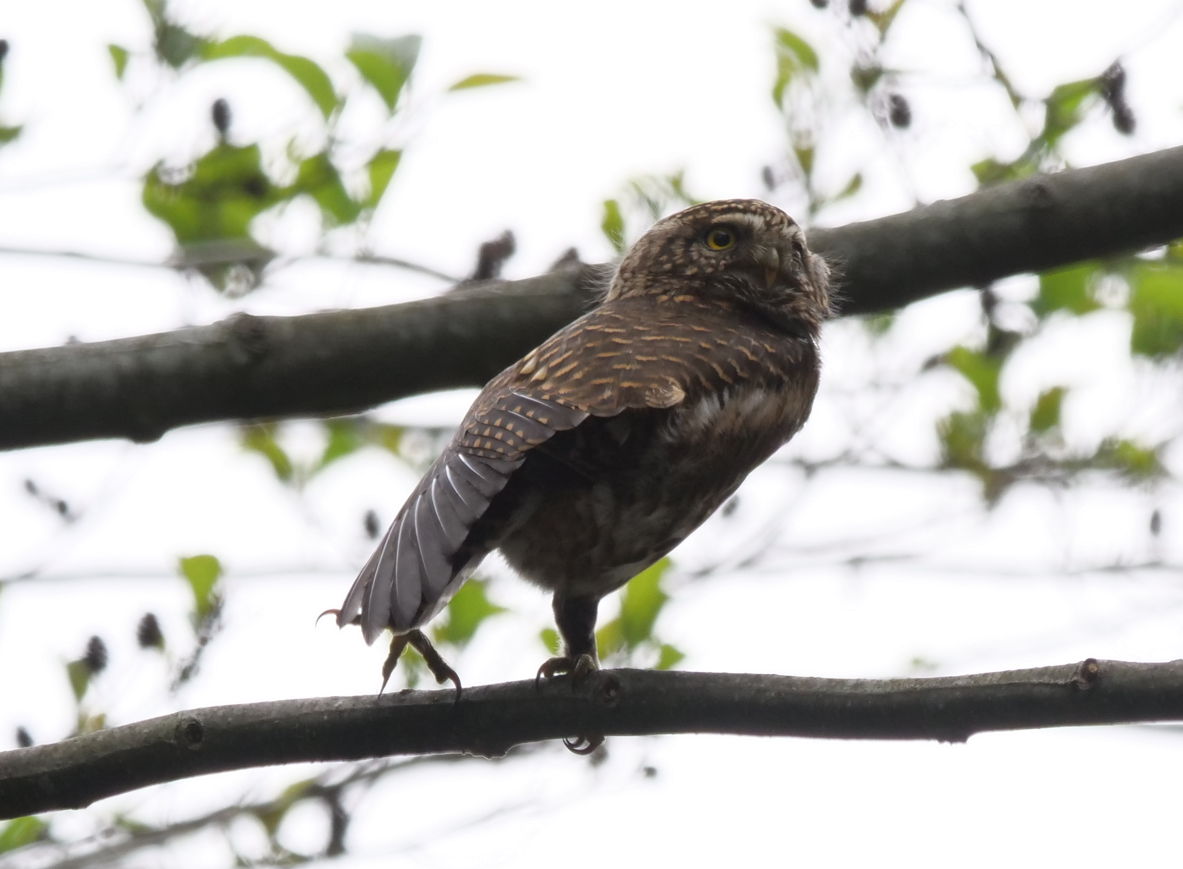 Collared Owlet - ML618754860