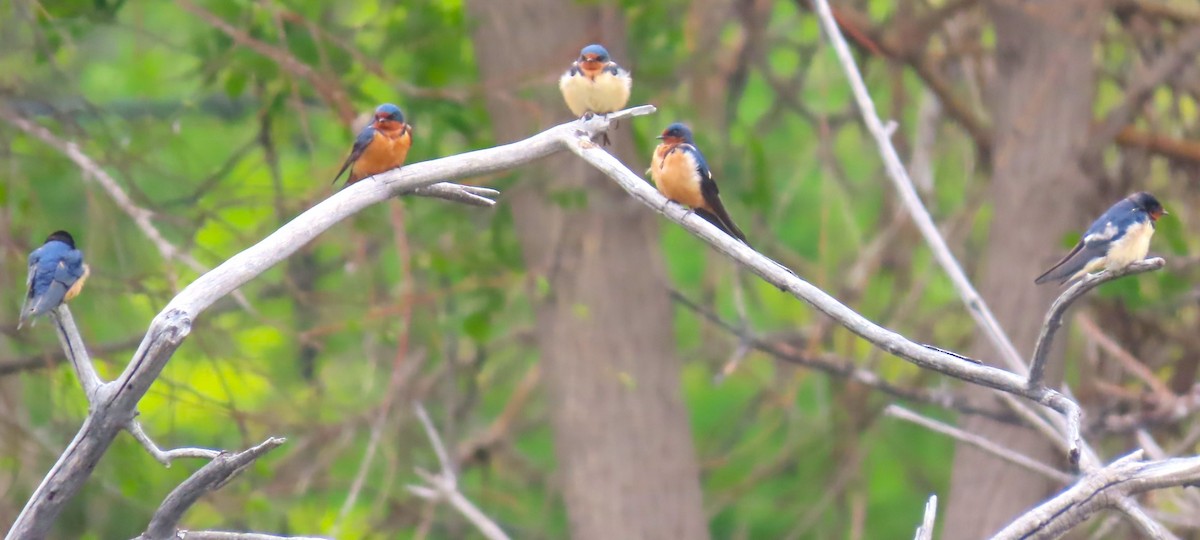 Barn Swallow - ML618754925