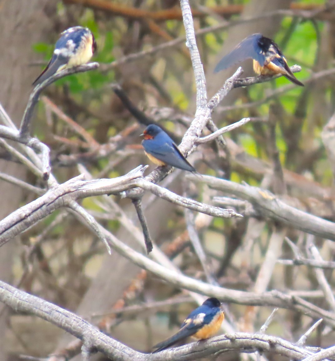 Barn Swallow - ML618754926