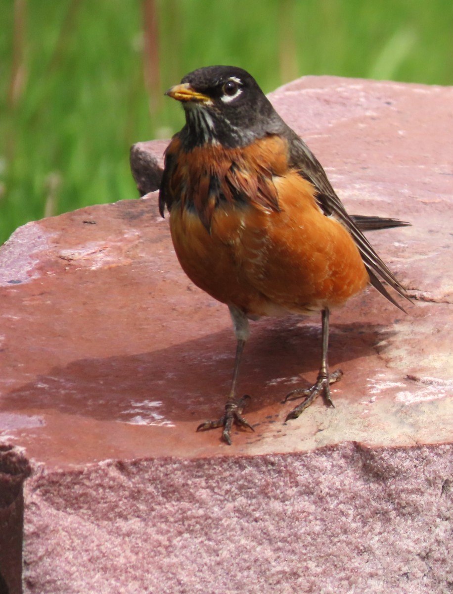 American Robin - ML618754941