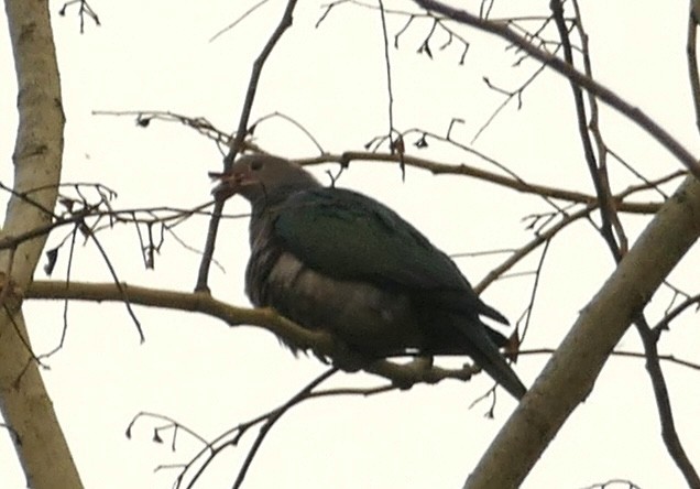 Green Imperial-Pigeon - Jean-Paul Boerekamps