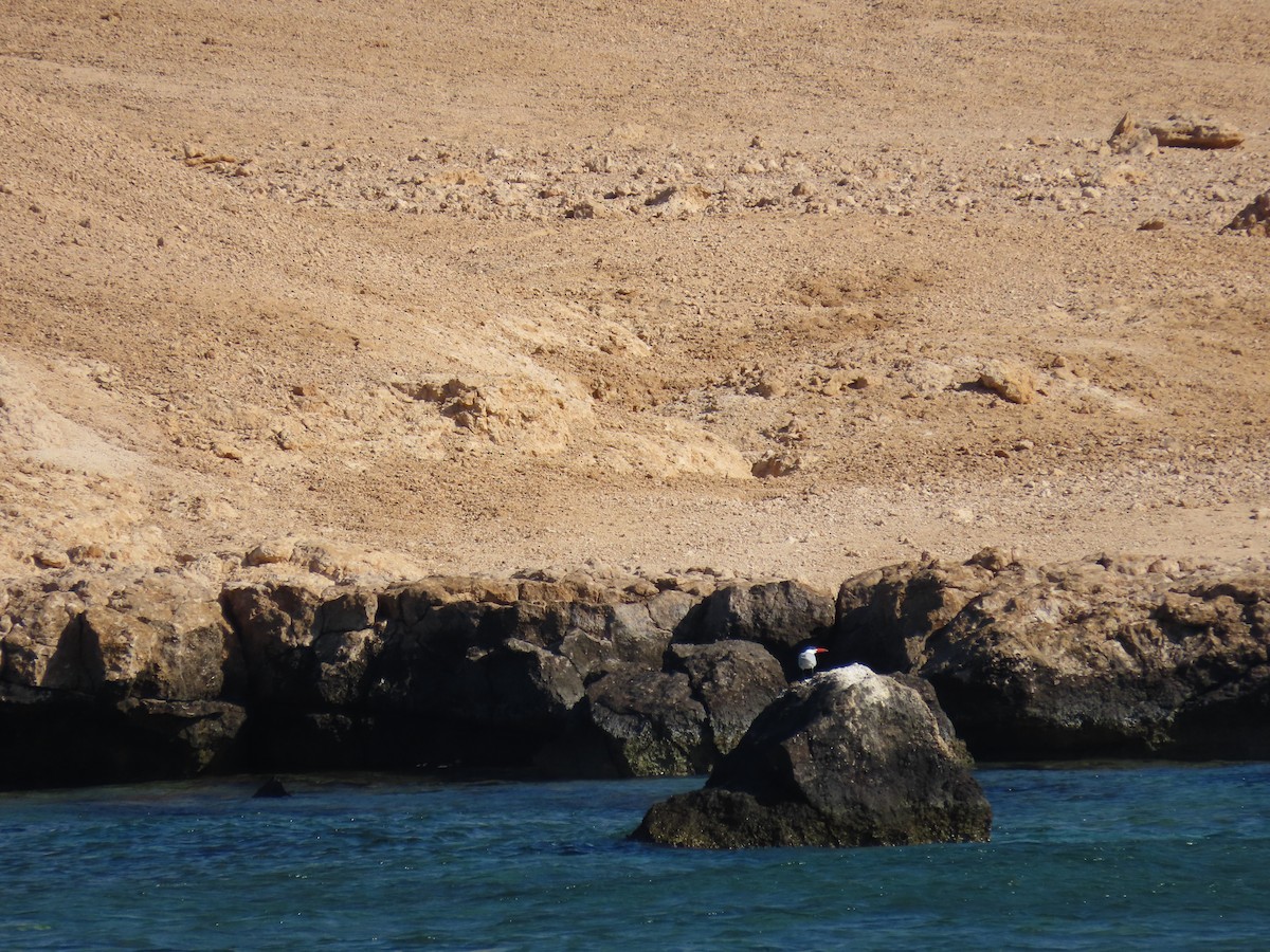 Caspian Tern - ML618754966