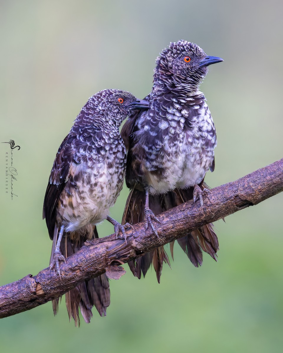 Hinde's Pied-Babbler - ML618754985