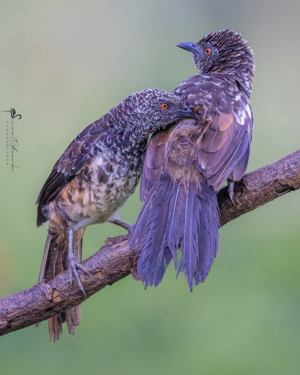 Hinde's Pied-Babbler - ML618754986