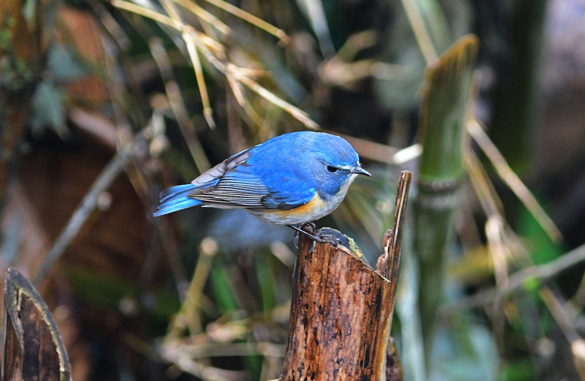 Himalayan Bluetail - ML618755072