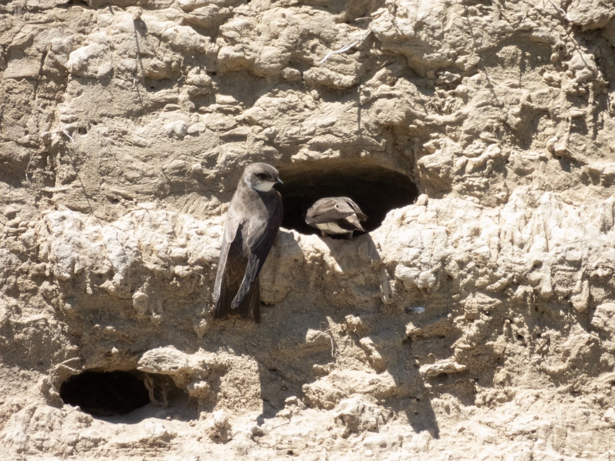 Bank Swallow - David Garza