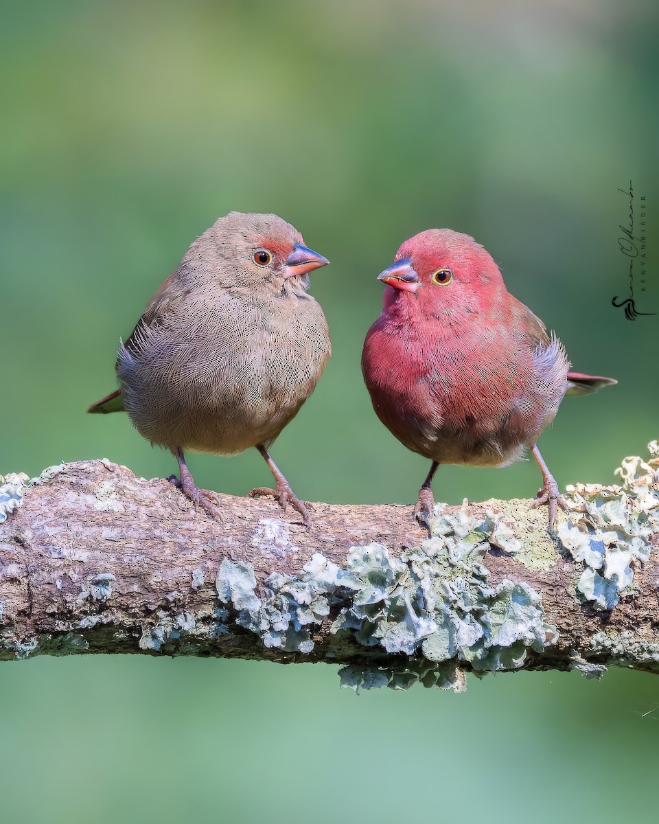 Red-billed Firefinch - ML618755116