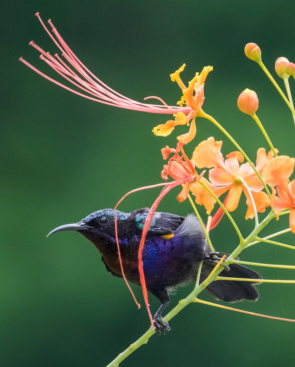 Copper-throated Sunbird - ML618755156