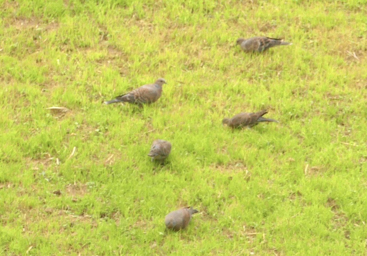 Oriental Turtle-Dove - ML618755164
