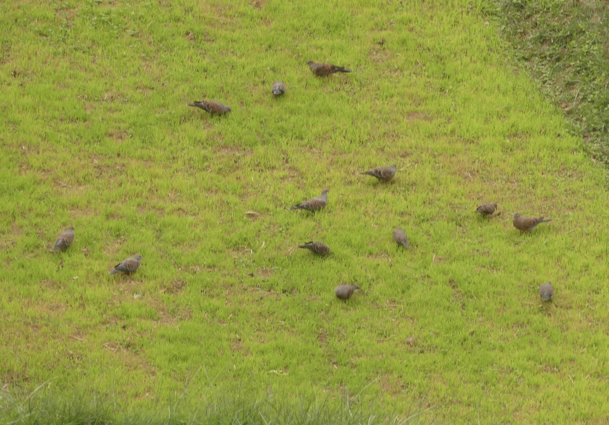 Oriental Turtle-Dove - ML618755165