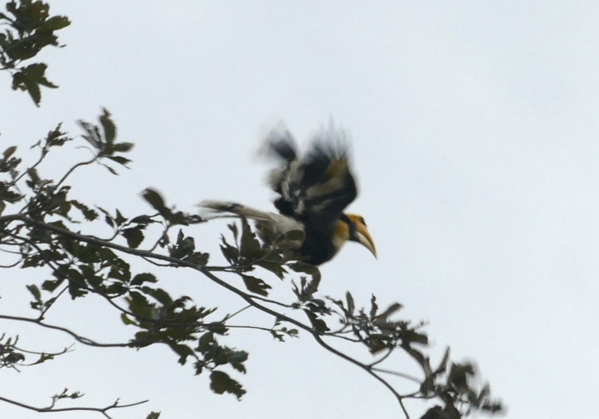 Great Hornbill - Jean-Paul Boerekamps