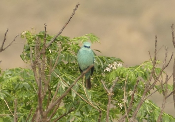 Verditer Flycatcher - ML618755177