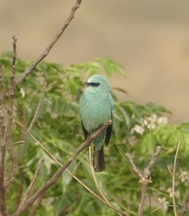 Verditer Flycatcher - ML618755178