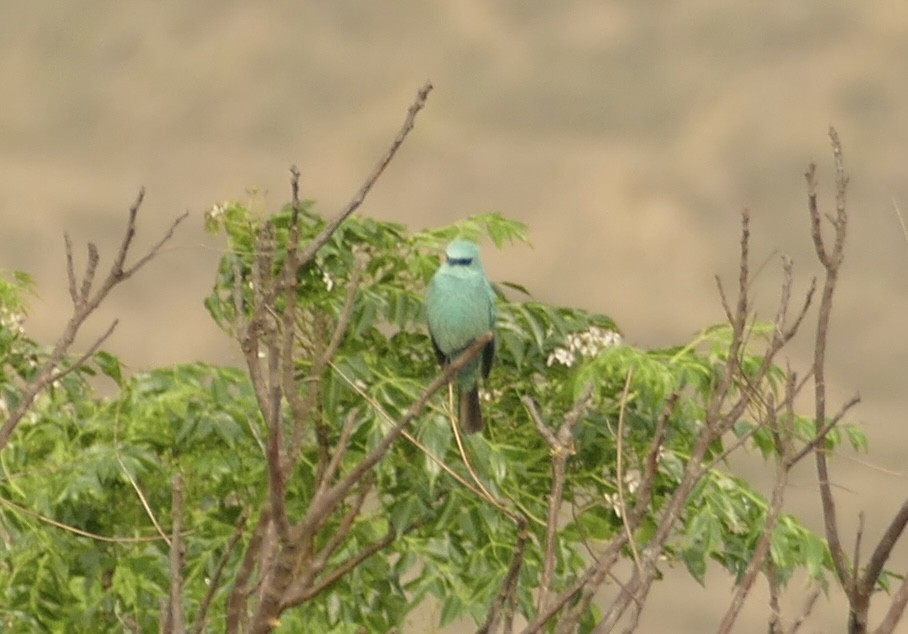 Verditer Flycatcher - ML618755179