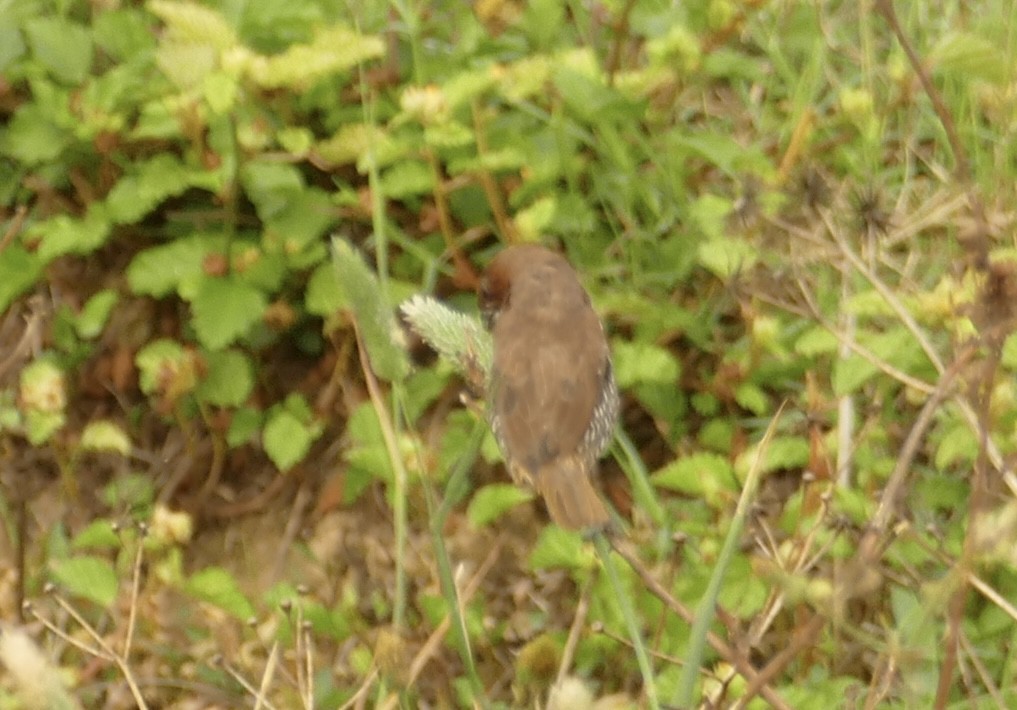 Scaly-breasted Munia - ML618755182