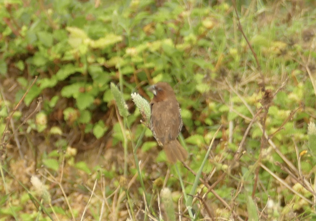 Scaly-breasted Munia - ML618755183