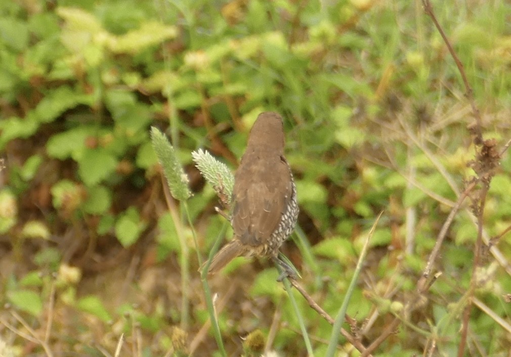 Scaly-breasted Munia - ML618755184