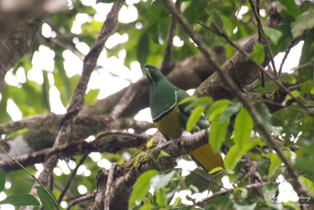 Cloven-feathered Dove - Chris Rehberg  | Sydney Birding