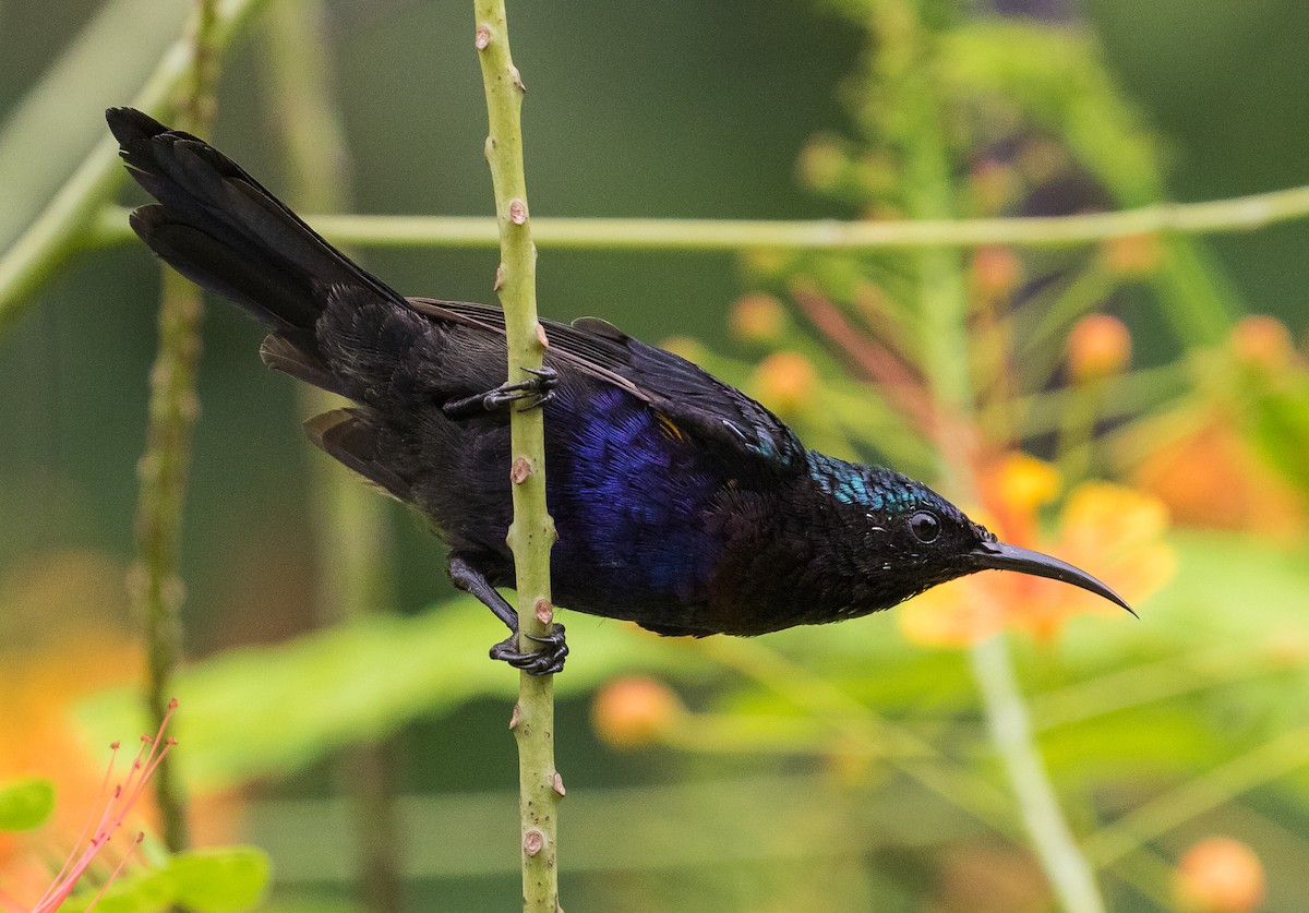 Copper-throated Sunbird - ML618755189