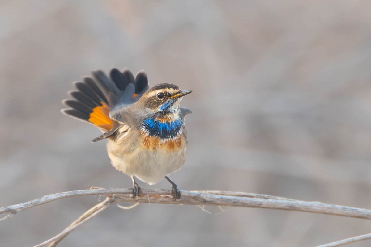 Bluethroat - ML618755190