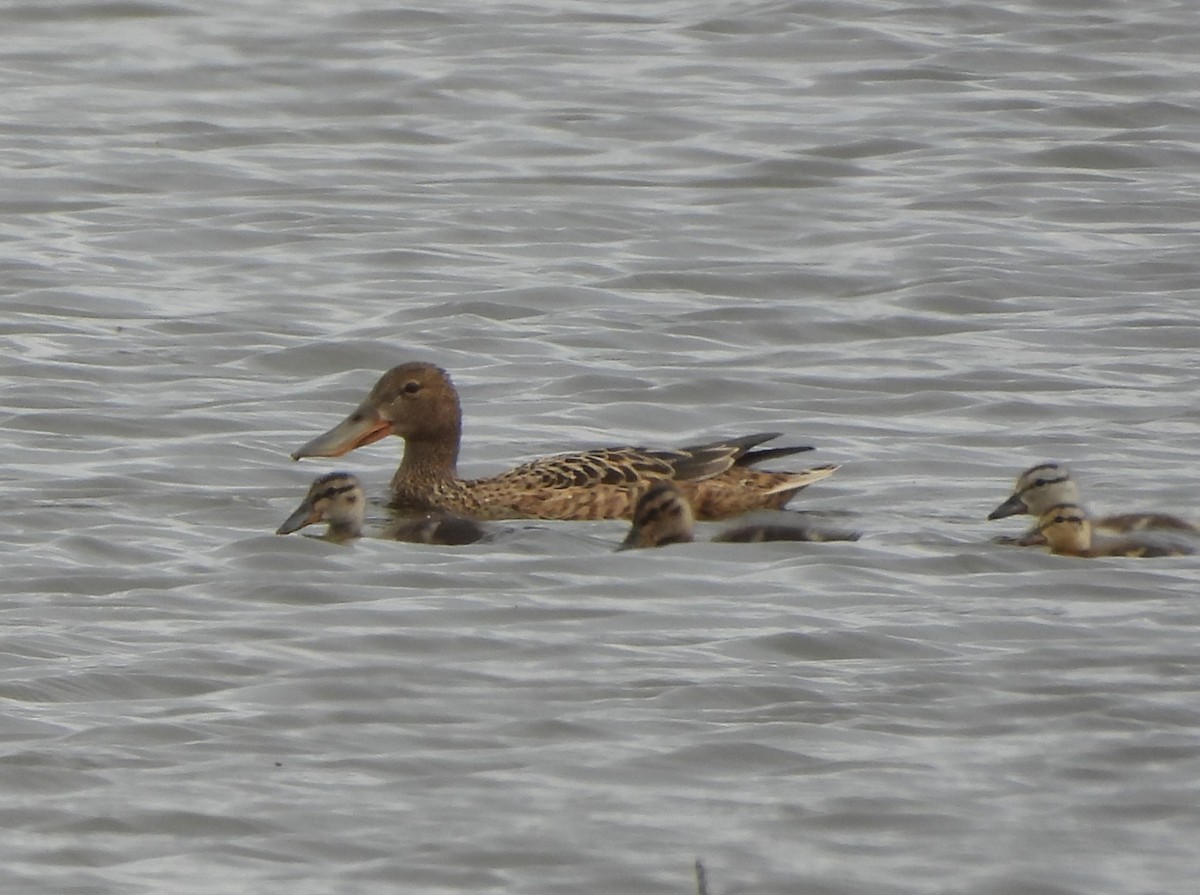 Northern Shoveler - Emilio Costillo Borrego